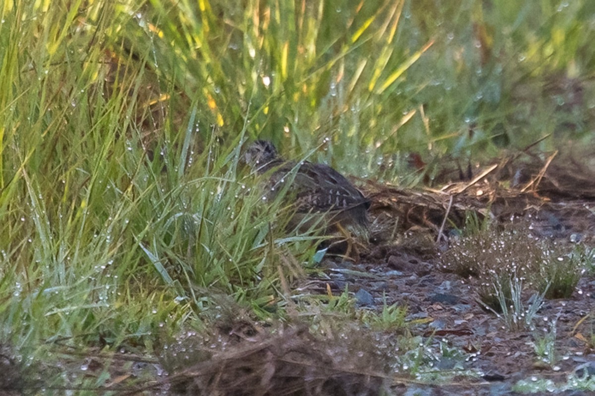 Painted Buttonquail - ML647386778