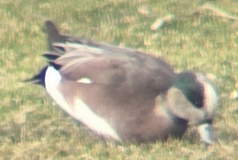 Fischione americano - ML647386779