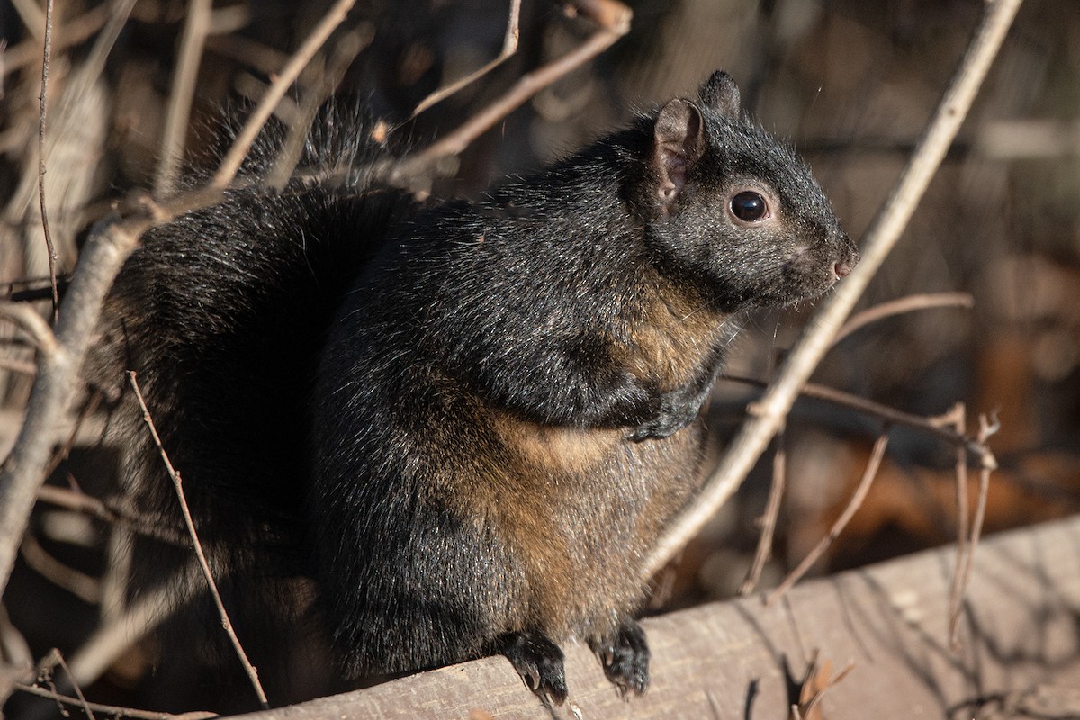 Mammals - ML647386787