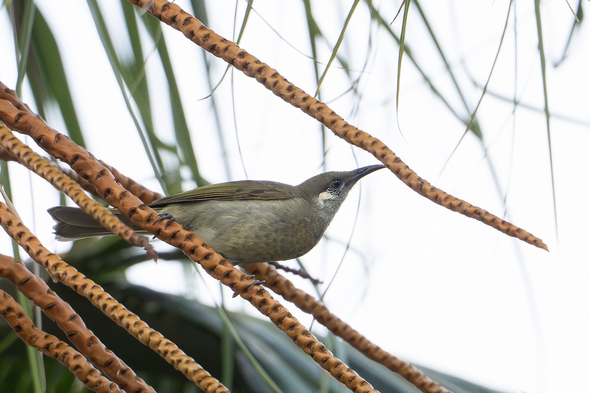 olivenhonningeter - ML647386788