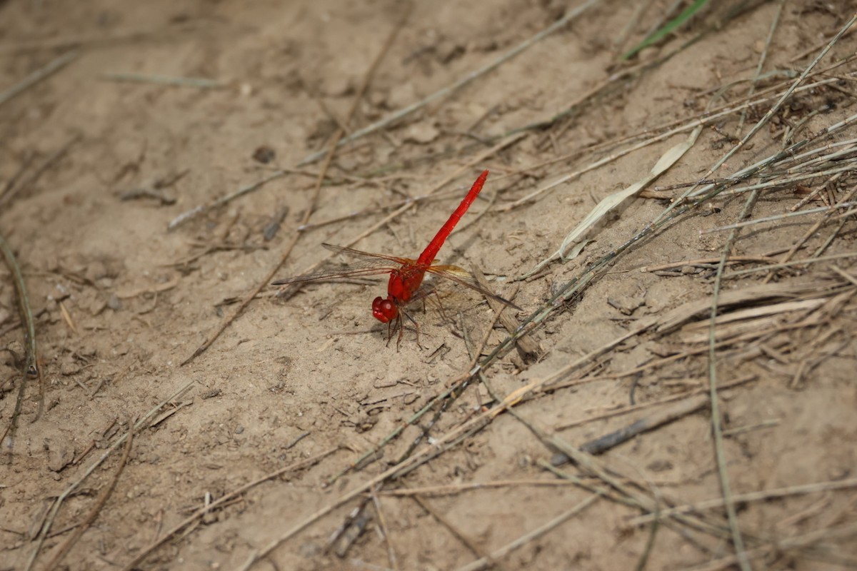 Scarlet Percher - ML647386789