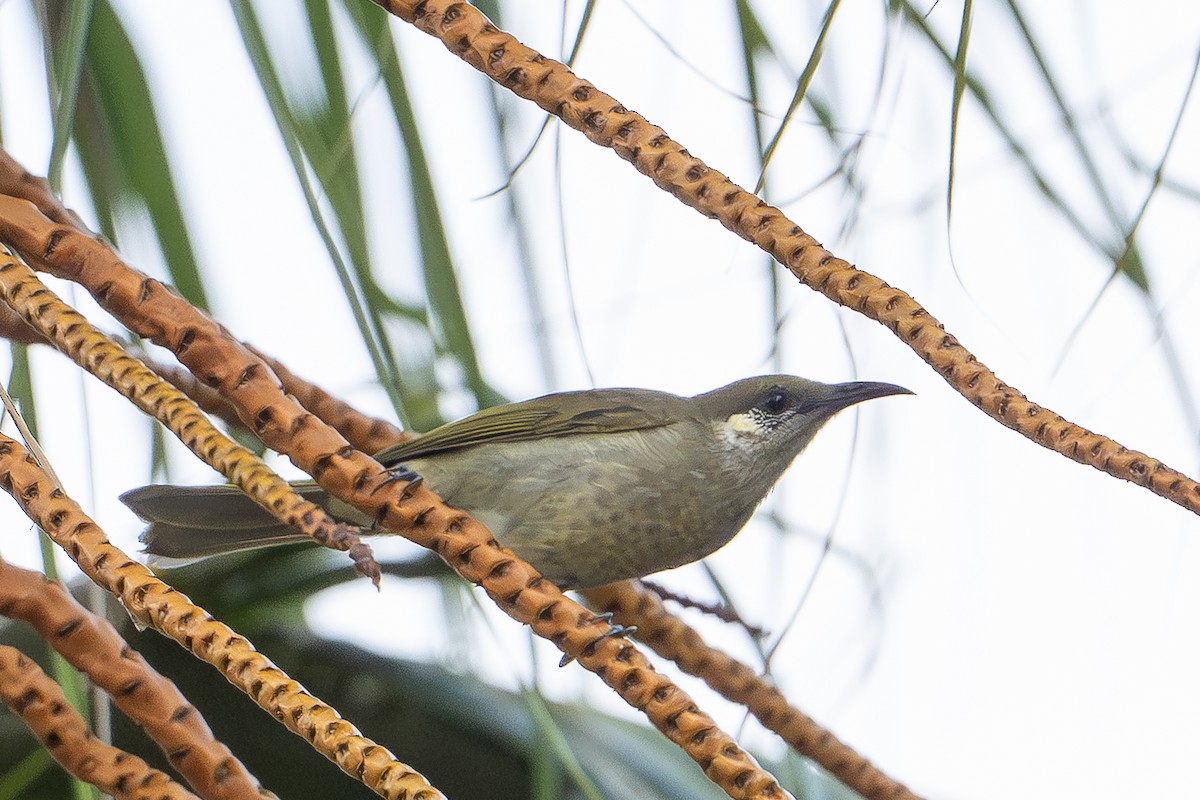 olivenhonningeter - ML647386790