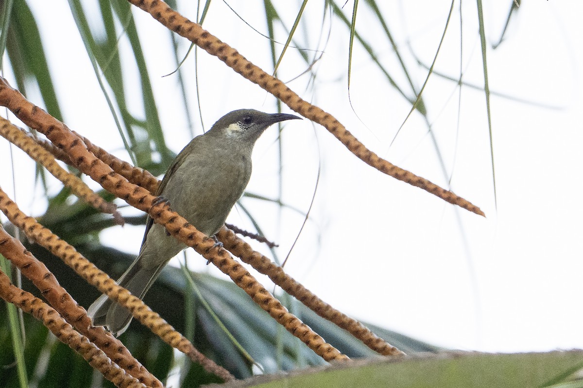 olivenhonningeter - ML647386792