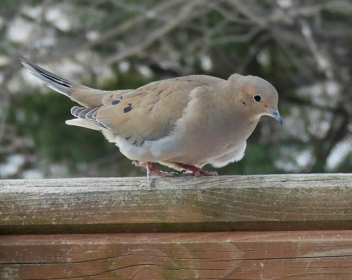 Uzun Kuyruklu Kumru - ML647386794