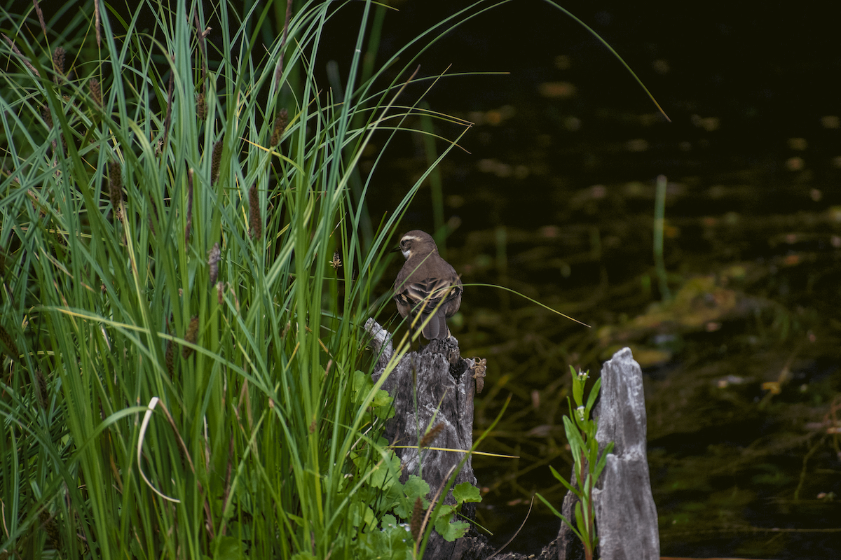 Buff-winged Cinclodes - ML647386795