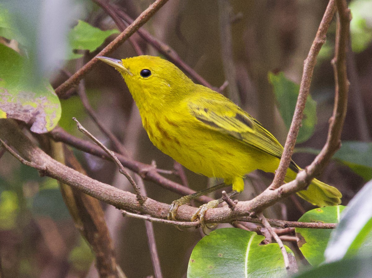 Northern Yellow Warbler - ML647386796