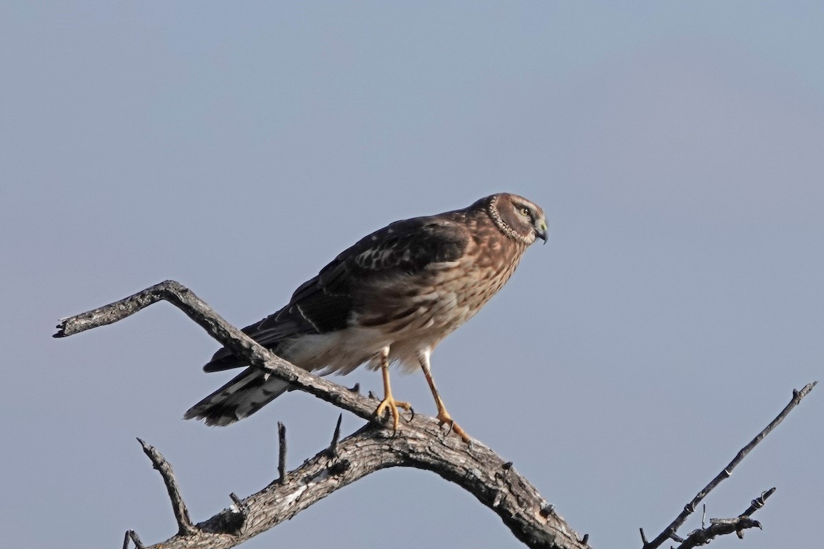 Northern Harrier - ML647386797
