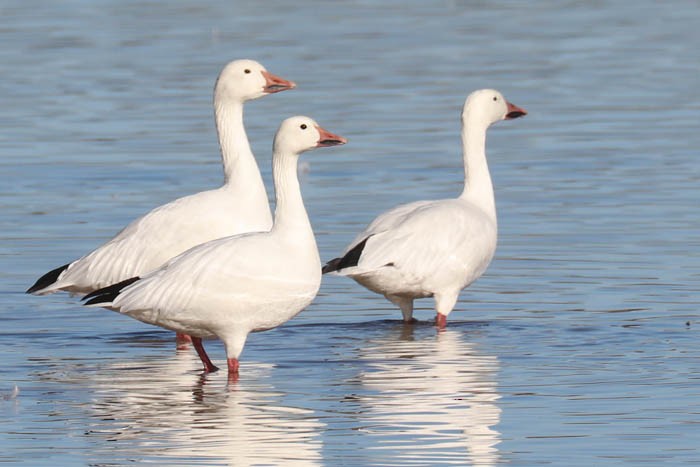 Snow Goose - ML647386799