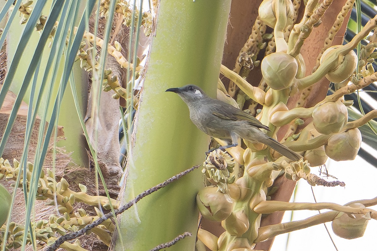 olivenhonningeter - ML647386800