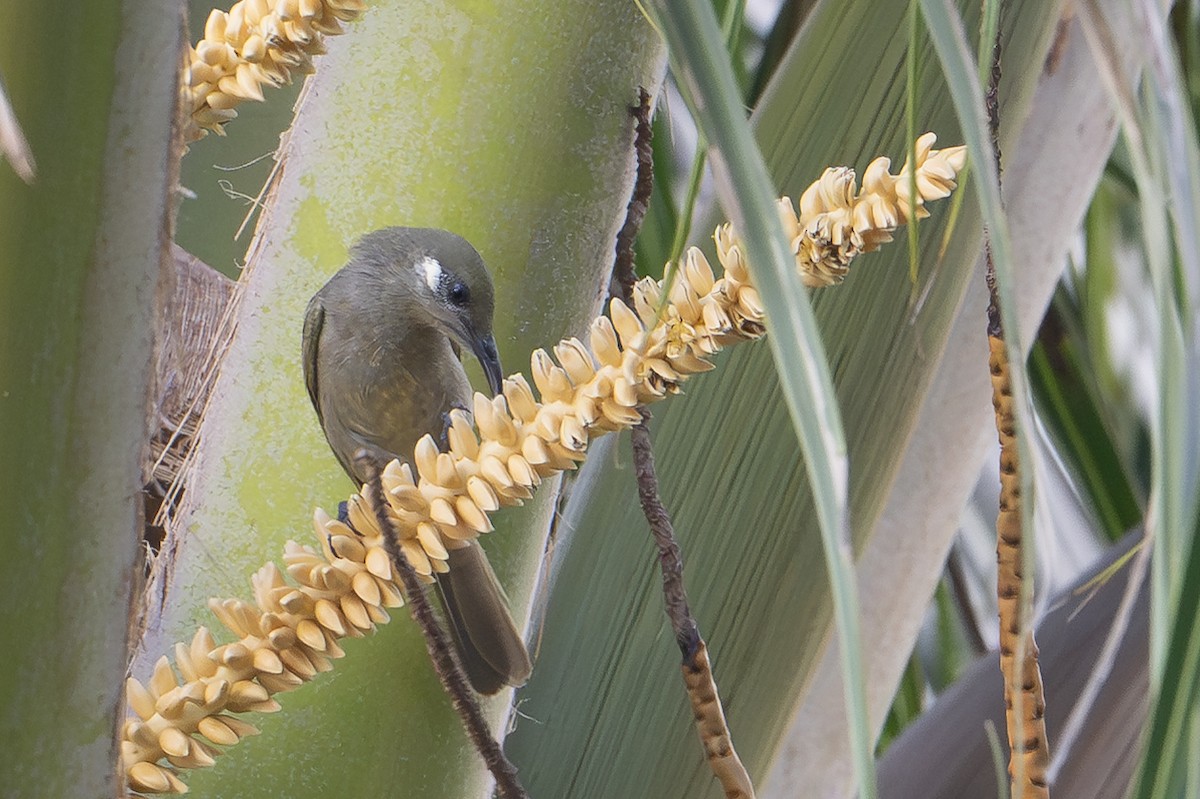 olivenhonningeter - ML647386804