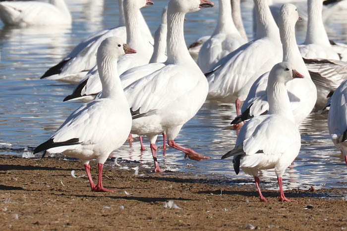 Ross's Goose - ML647386805