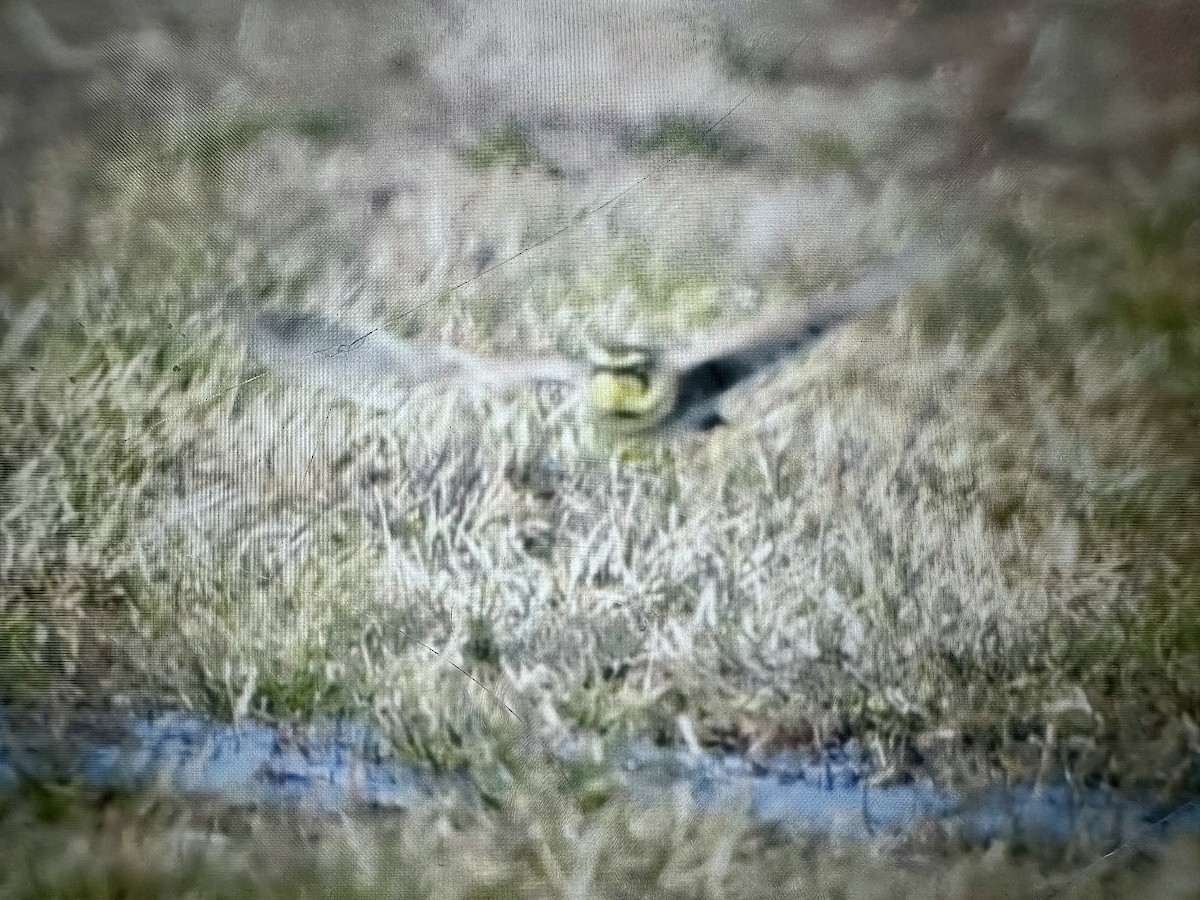 Horned Lark - ML647386812