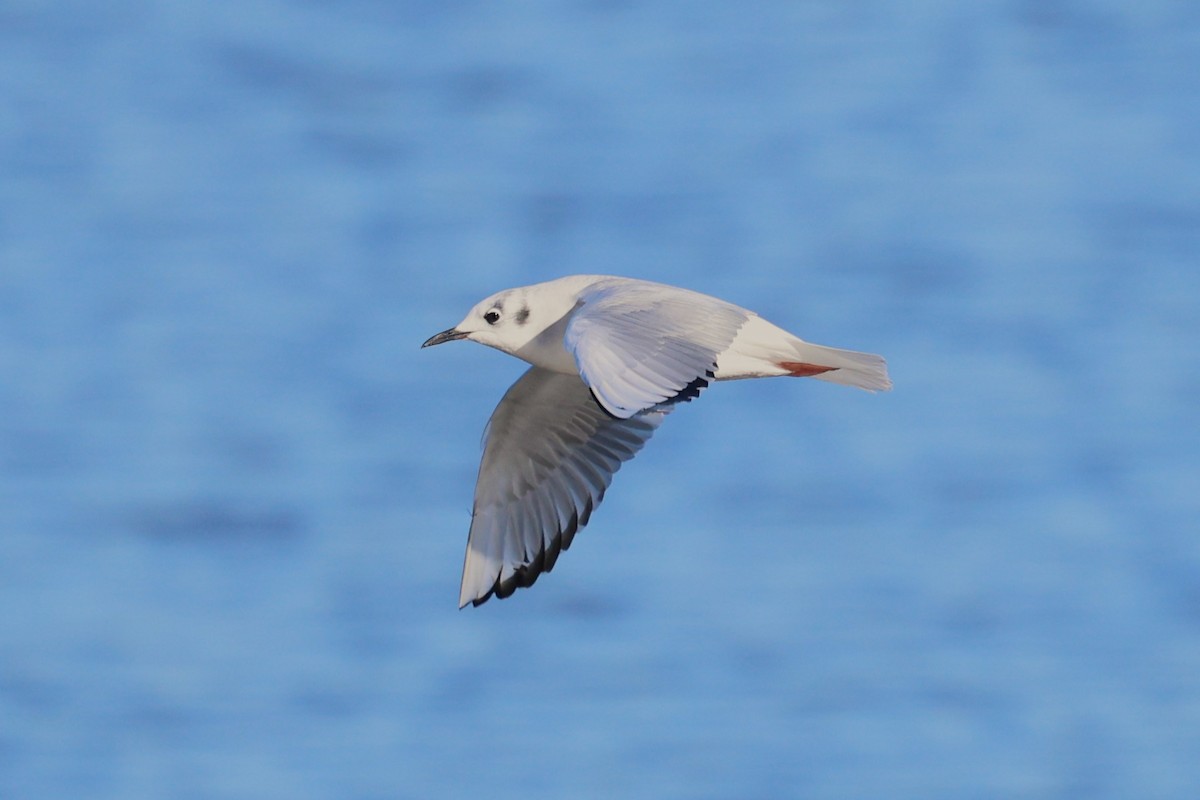 Bonaparte's Gull - ML647386822