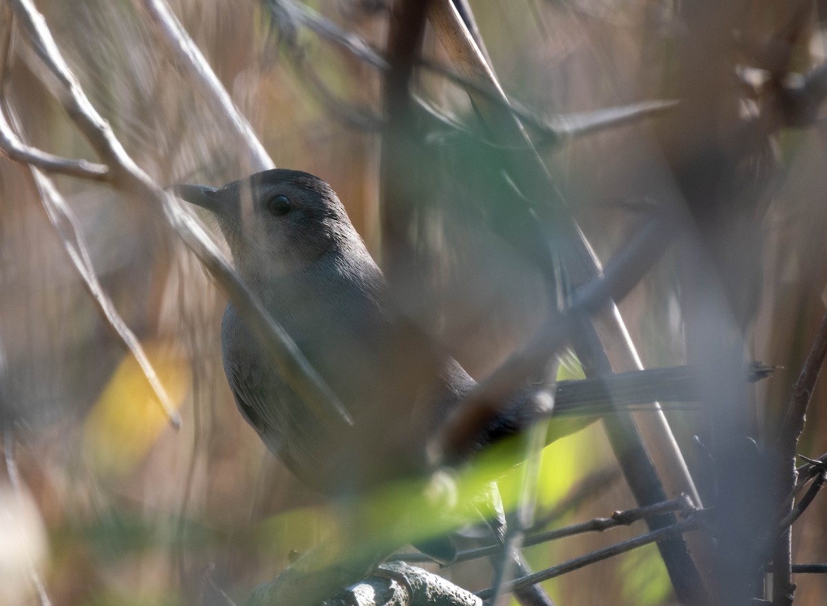 Пересмішник сірий - ML647386833