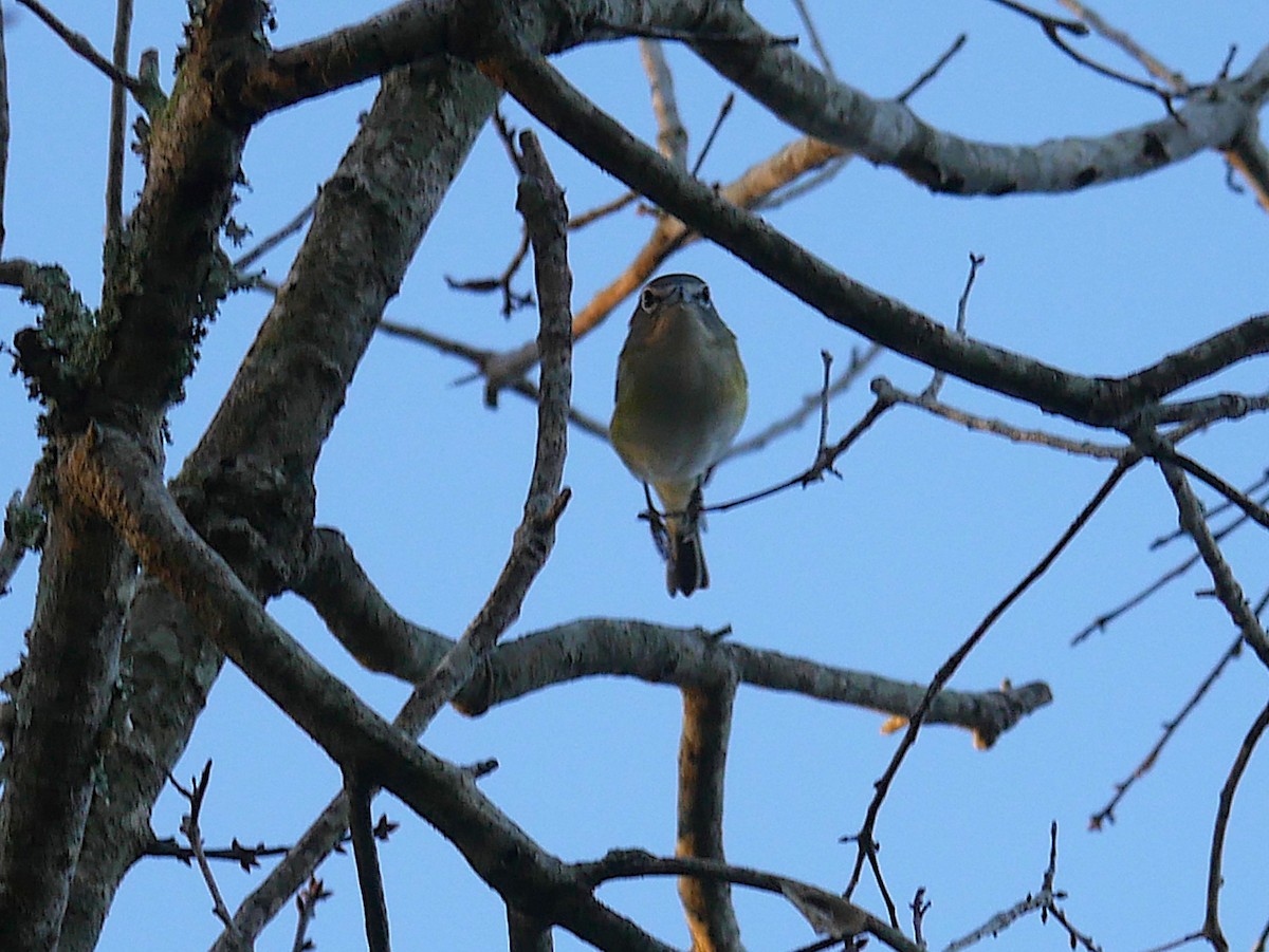 Blue-headed Vireo - ML647386834