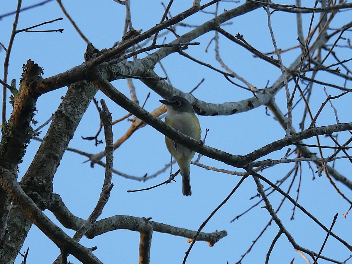 Blue-headed Vireo - ML647386835