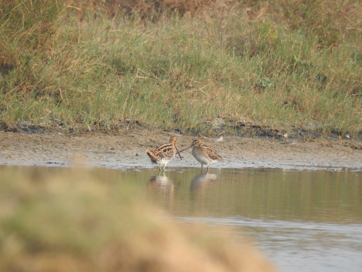 חרטומית ביצות - ML647386839
