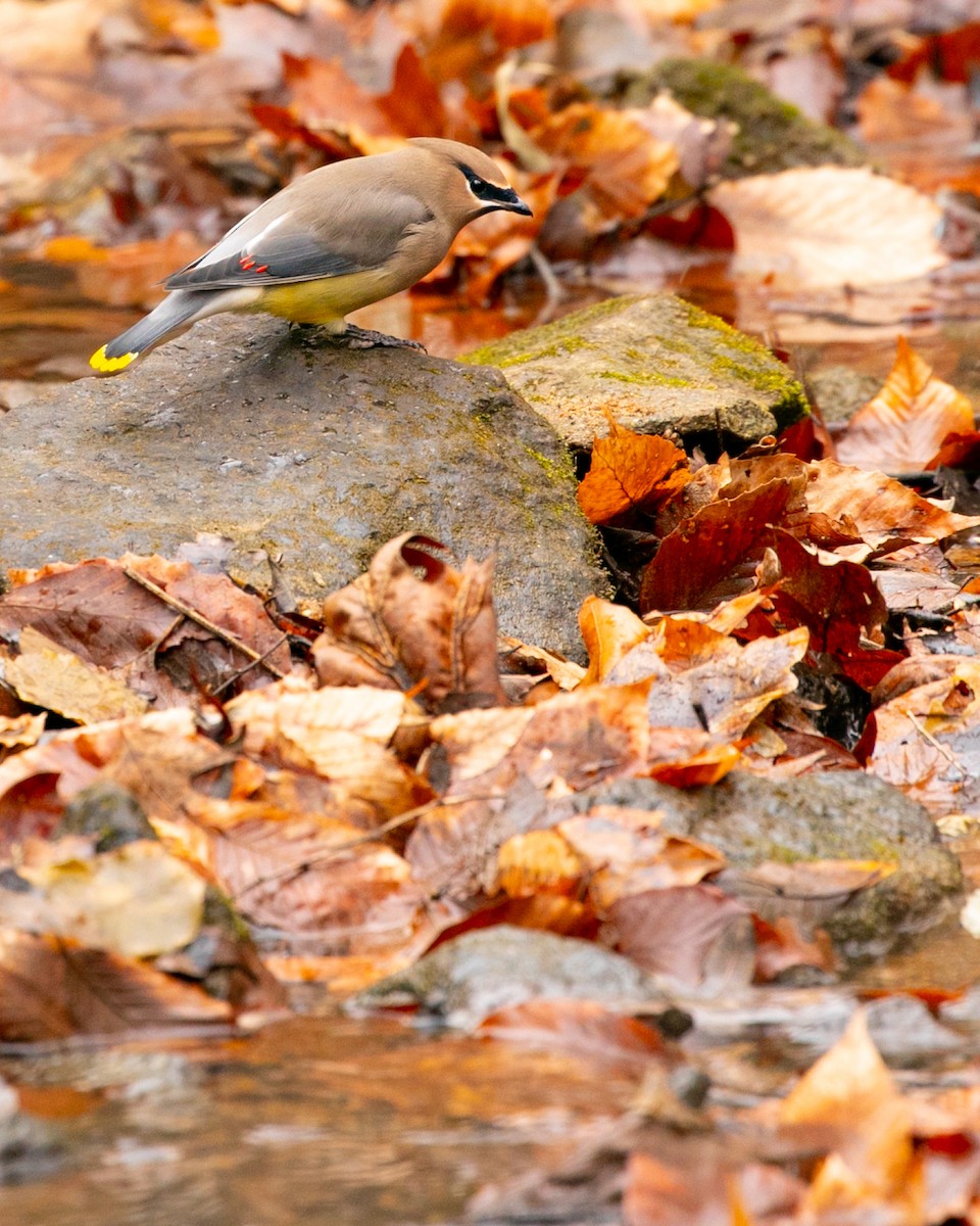 Cedar Waxwing - ML647386859
