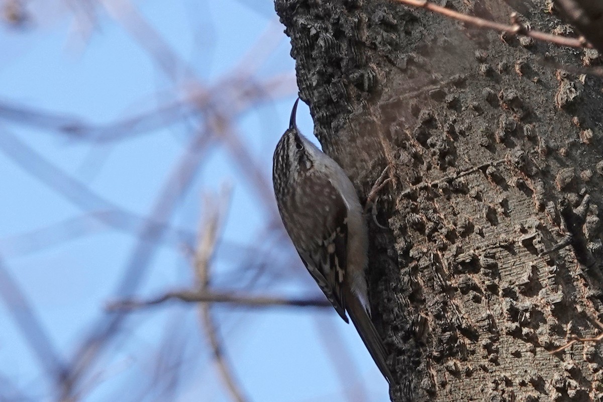 Brown Creeper - ML647386865