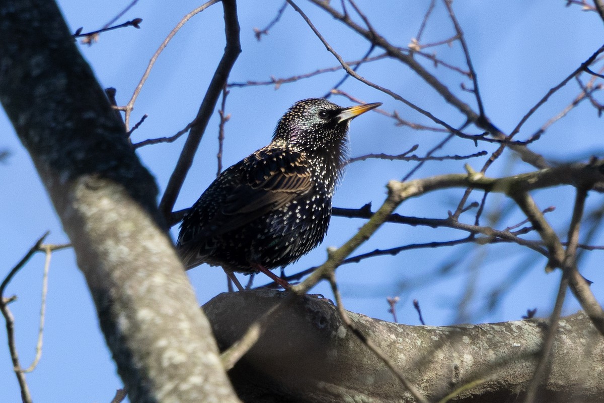 Шпак звичайний - ML647386866