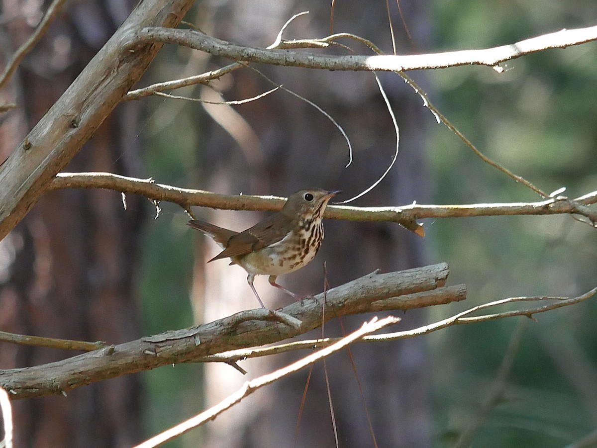 Hermit Thrush - ML647386867