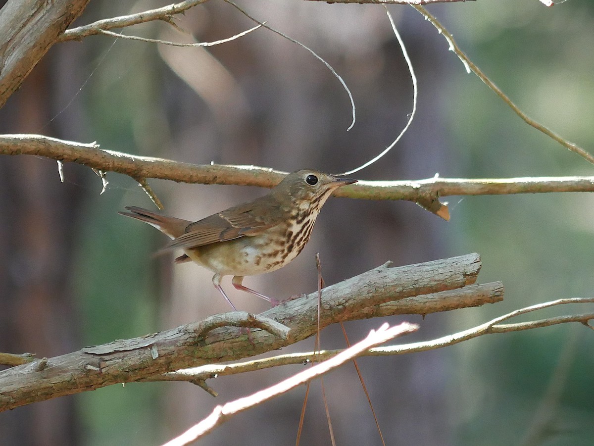 Hermit Thrush - ML647386868