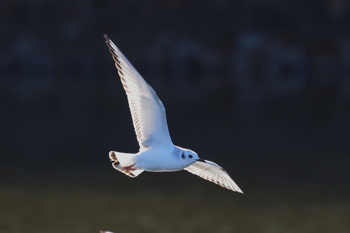 Bonaparte's Gull - ML647386869