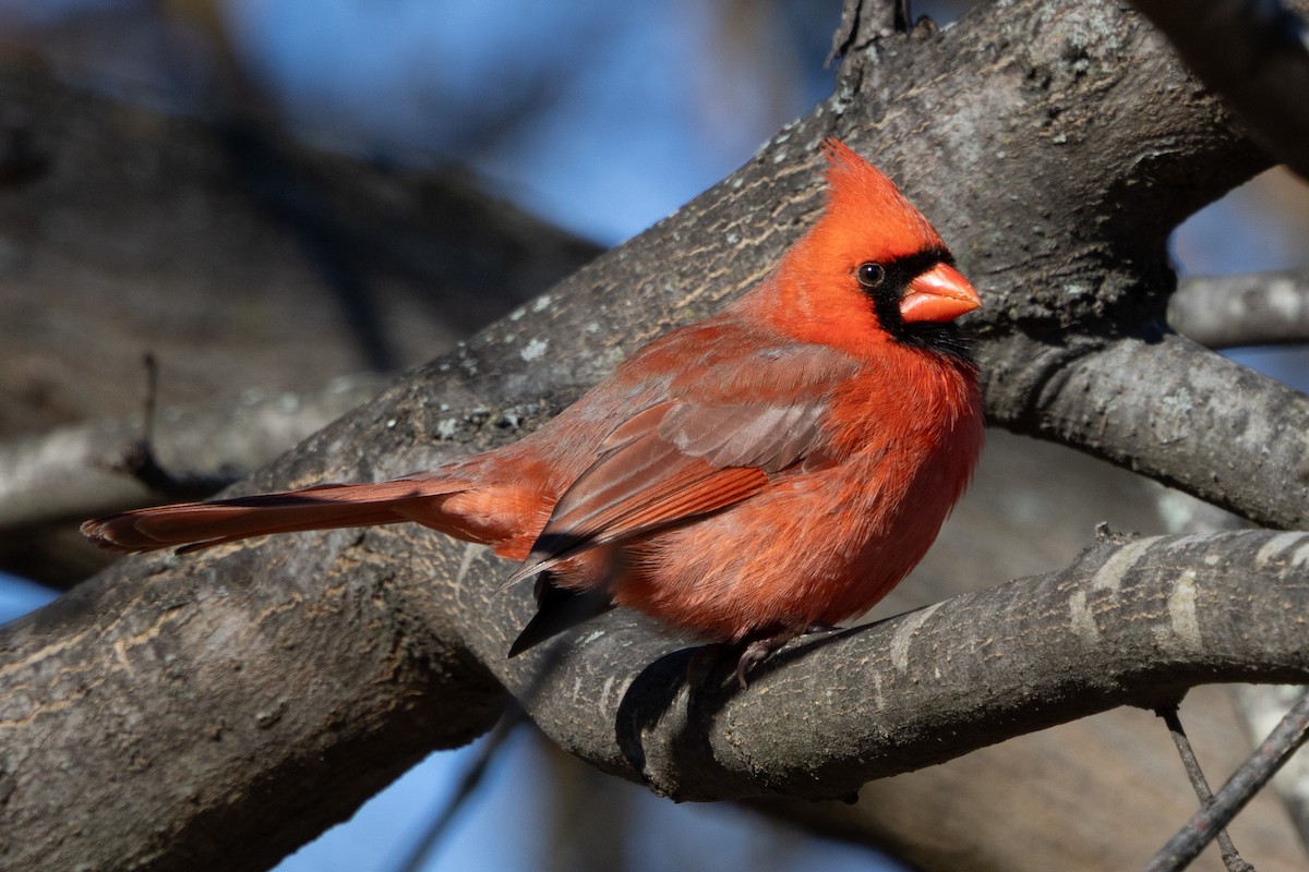 Northern Cardinal - ML647386881