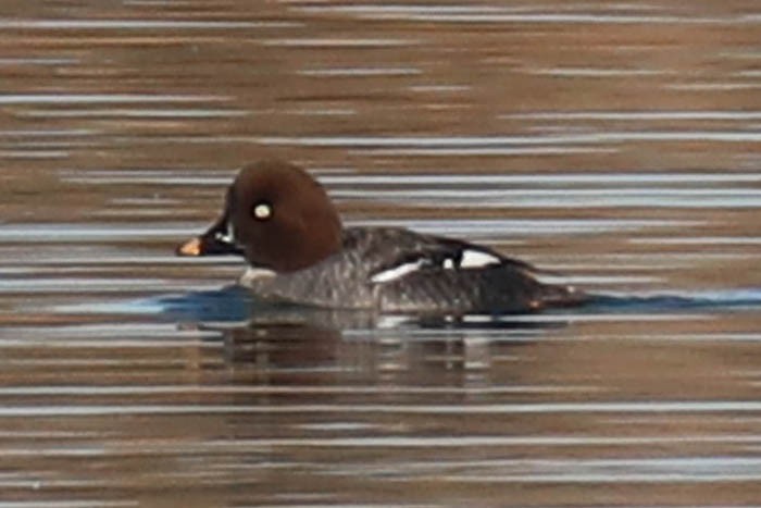 Common Goldeneye - ML647386885