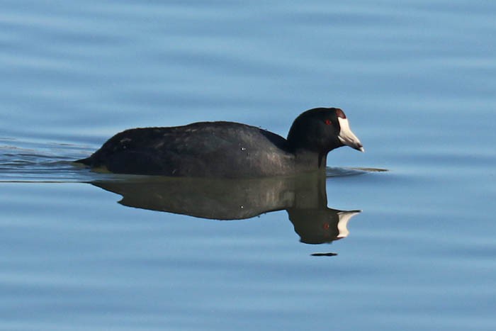 American Coot - ML647386912