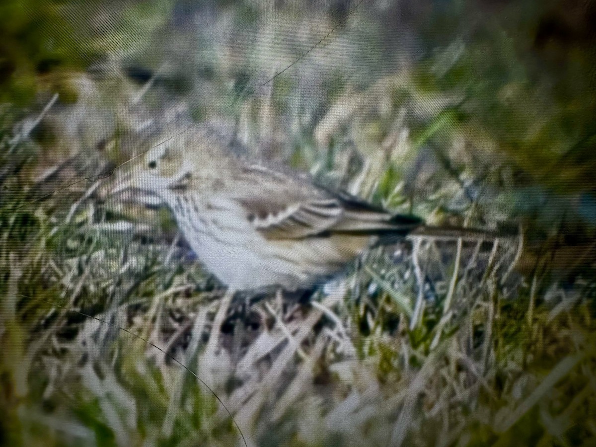 American Pipit - ML647386913
