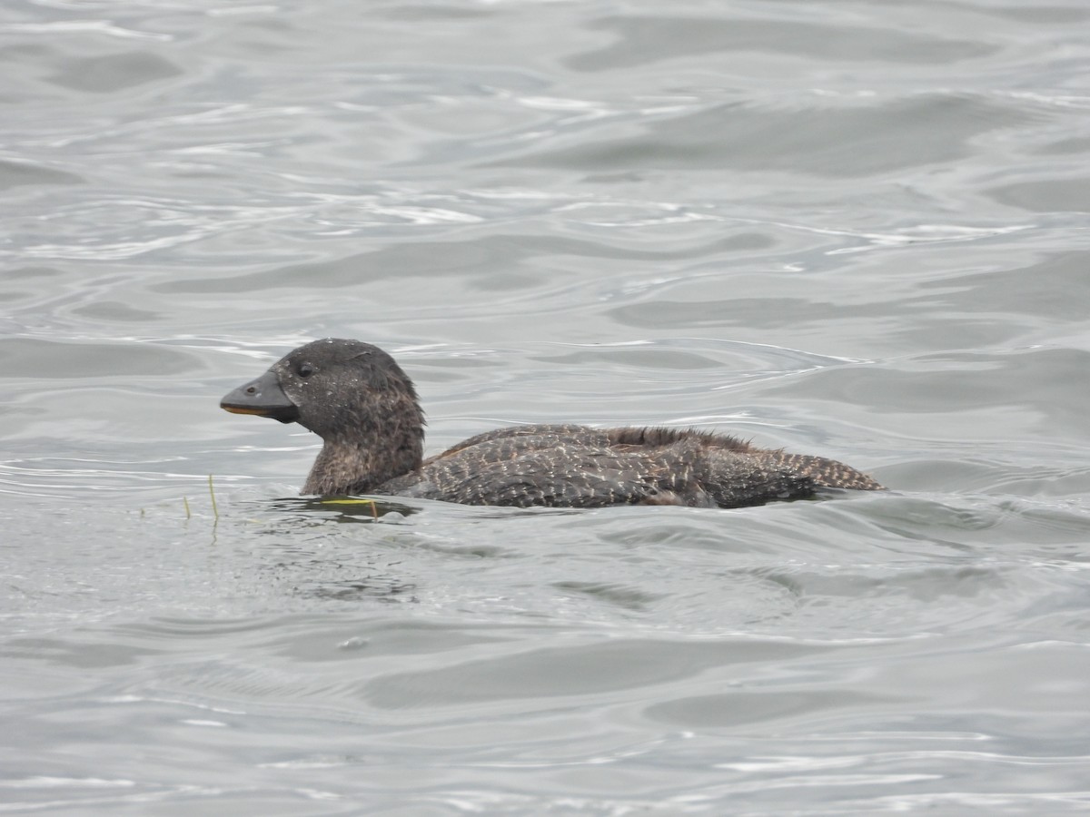 ニオイガモ - ML647386918