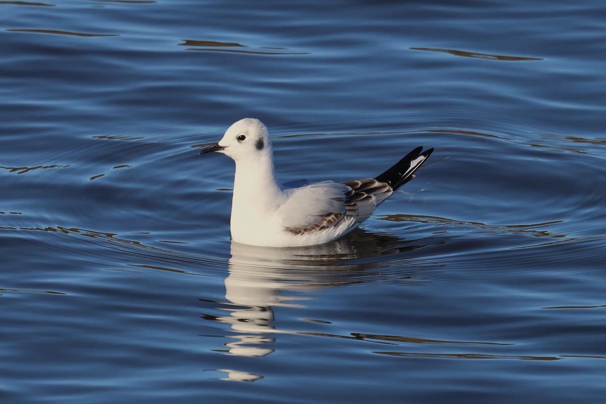 Bonaparte's Gull - Mike Lowe