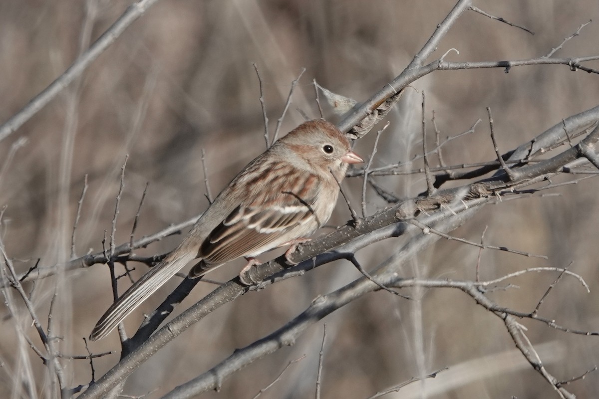 Field Sparrow - ML647386937