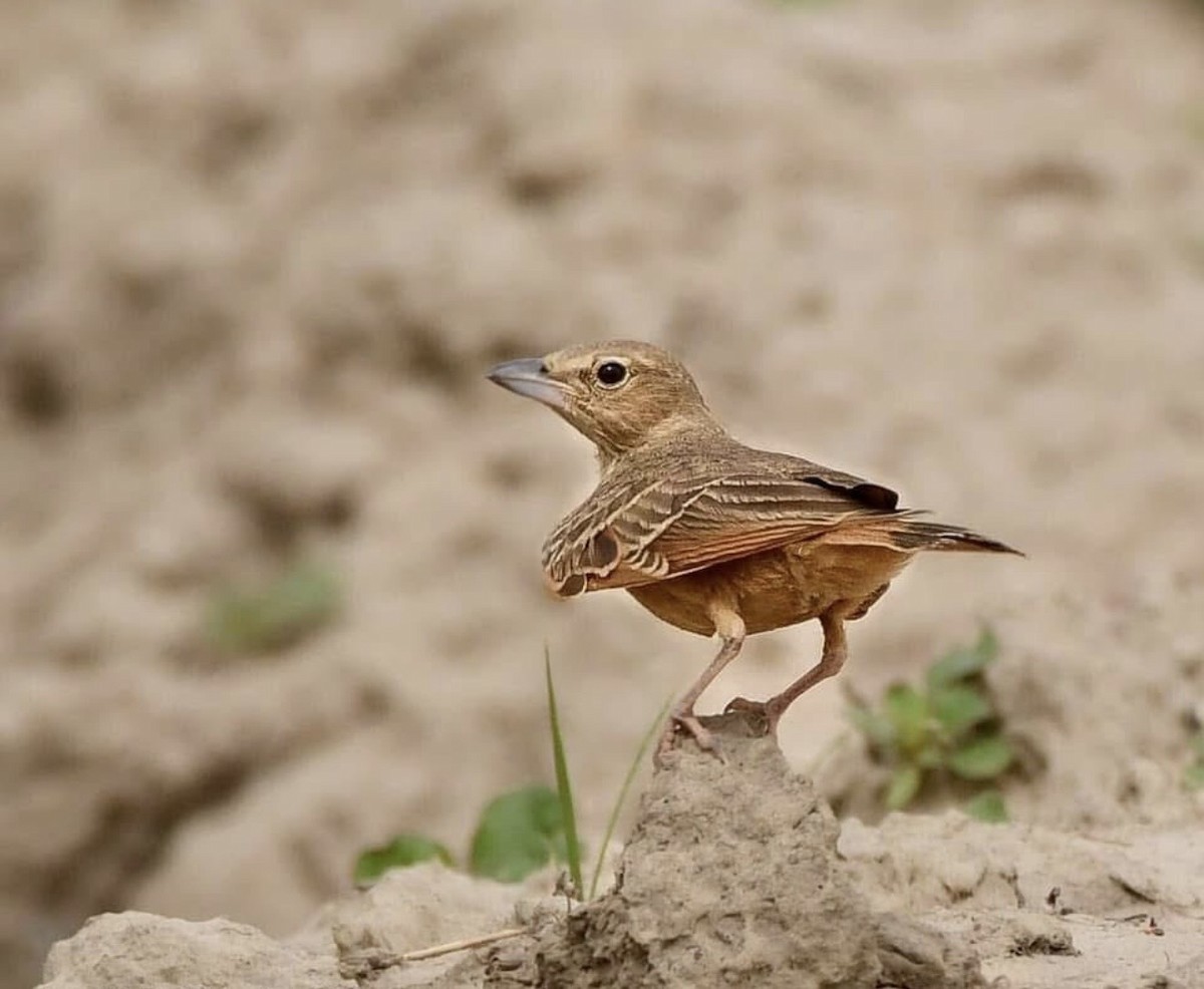 Rufous-tailed Lark - ML647386966
