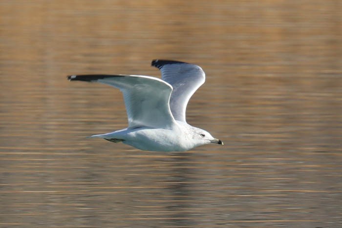 Ring-billed Gull - ML647386976