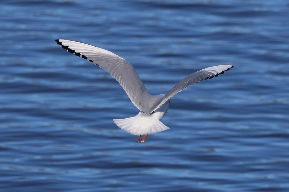 Bonaparte's Gull - ML647386989