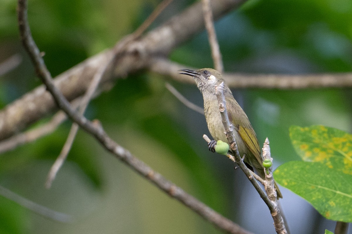 olivenhonningeter - ML647386990