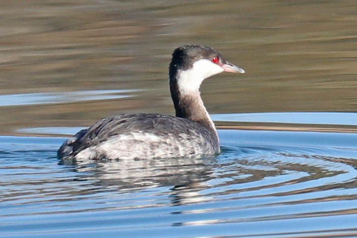 Horned Grebe - ML647386991