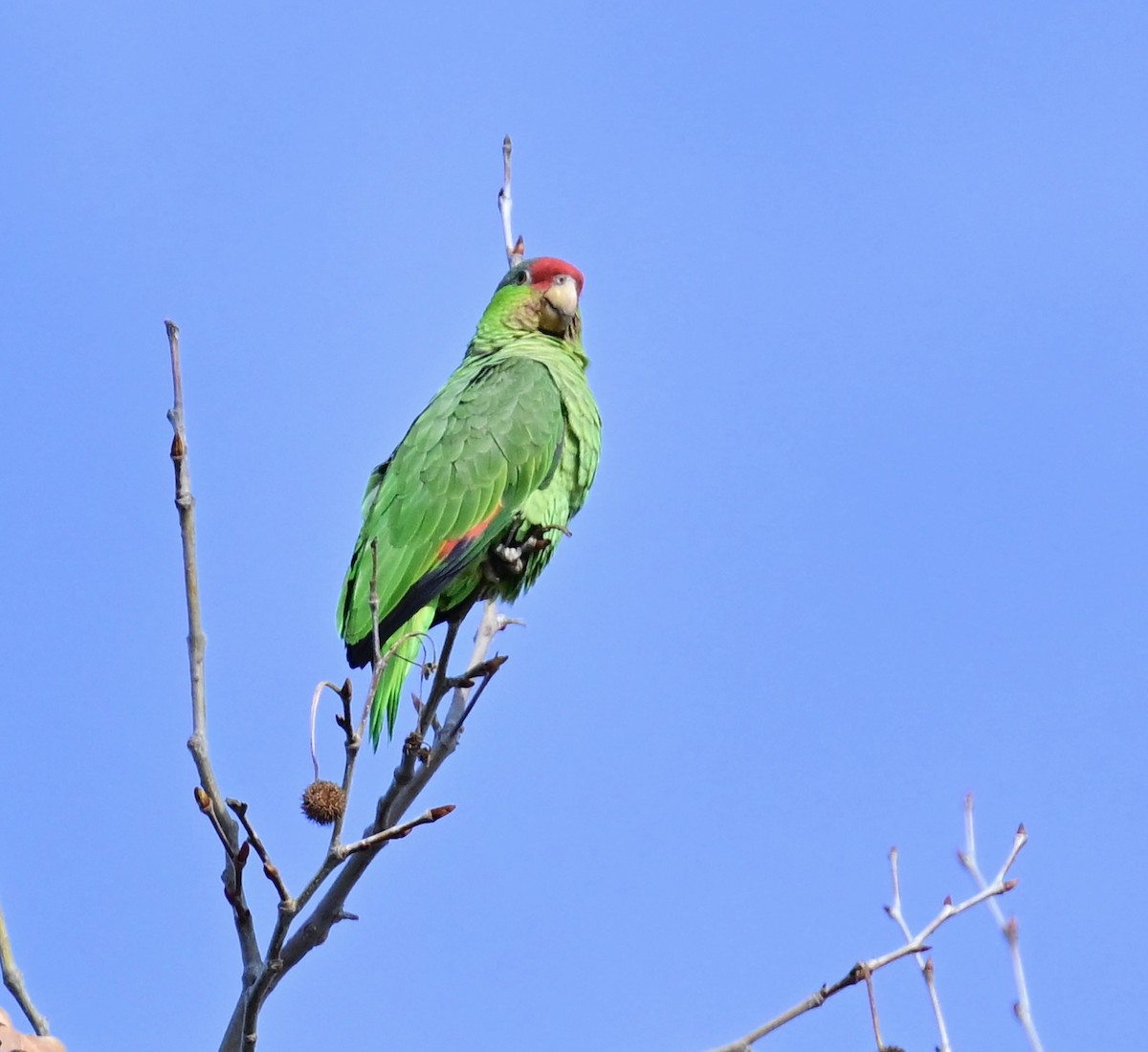 Red-crowned Amazon - ML647386993