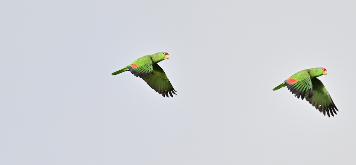 Red-crowned Amazon - ML647386994