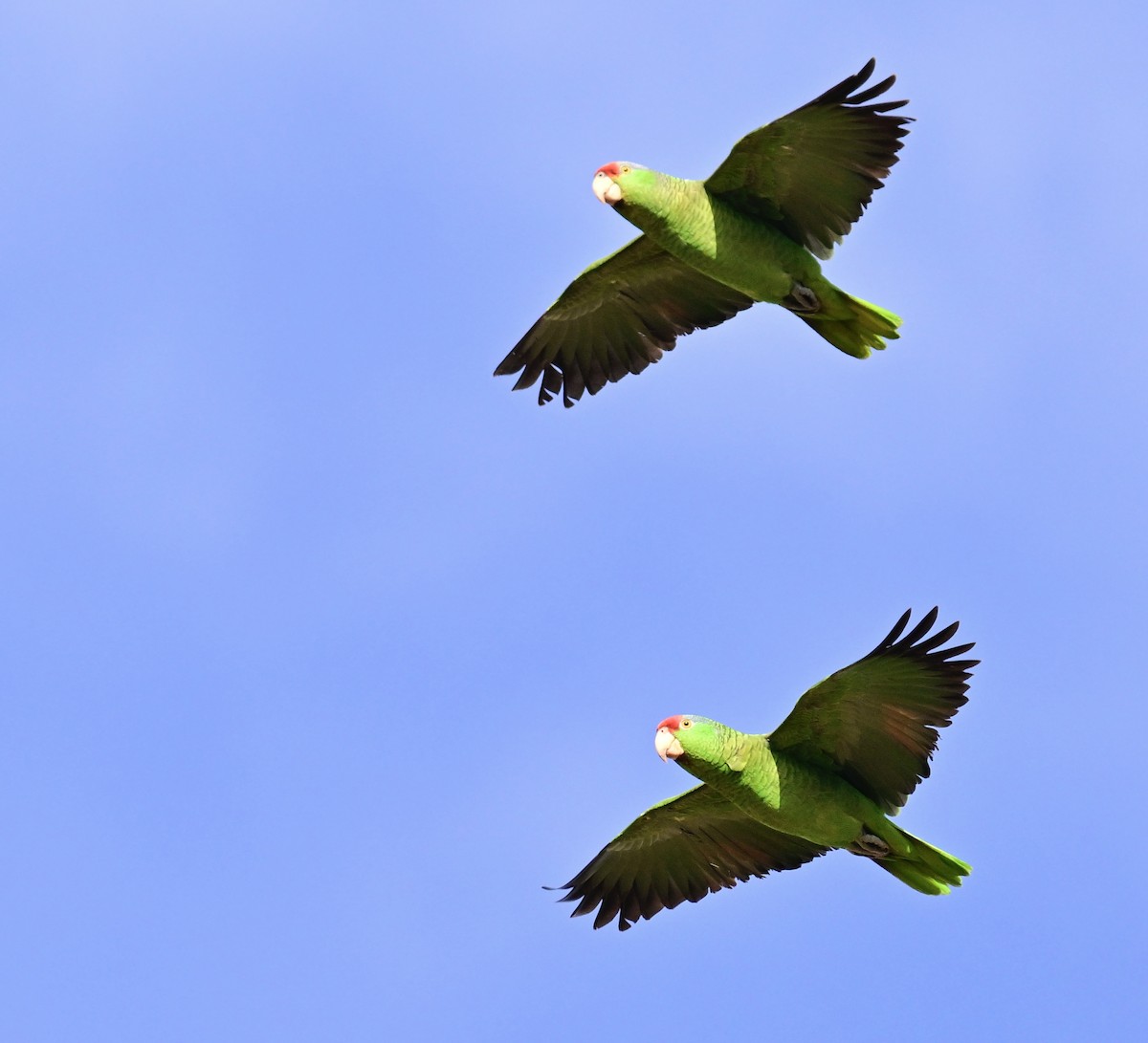 Red-crowned Amazon - ML647386995