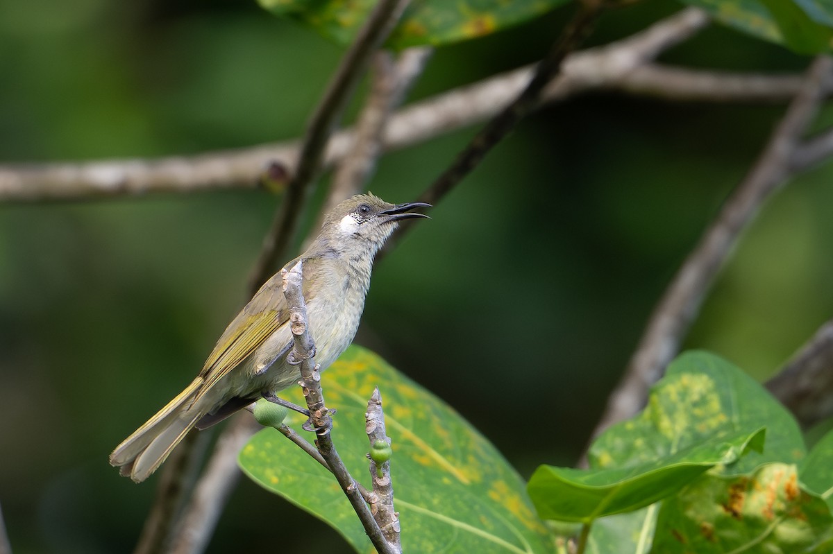 olivenhonningeter - ML647387002