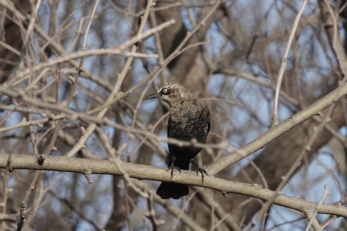 Rusty Blackbird - ML647387015
