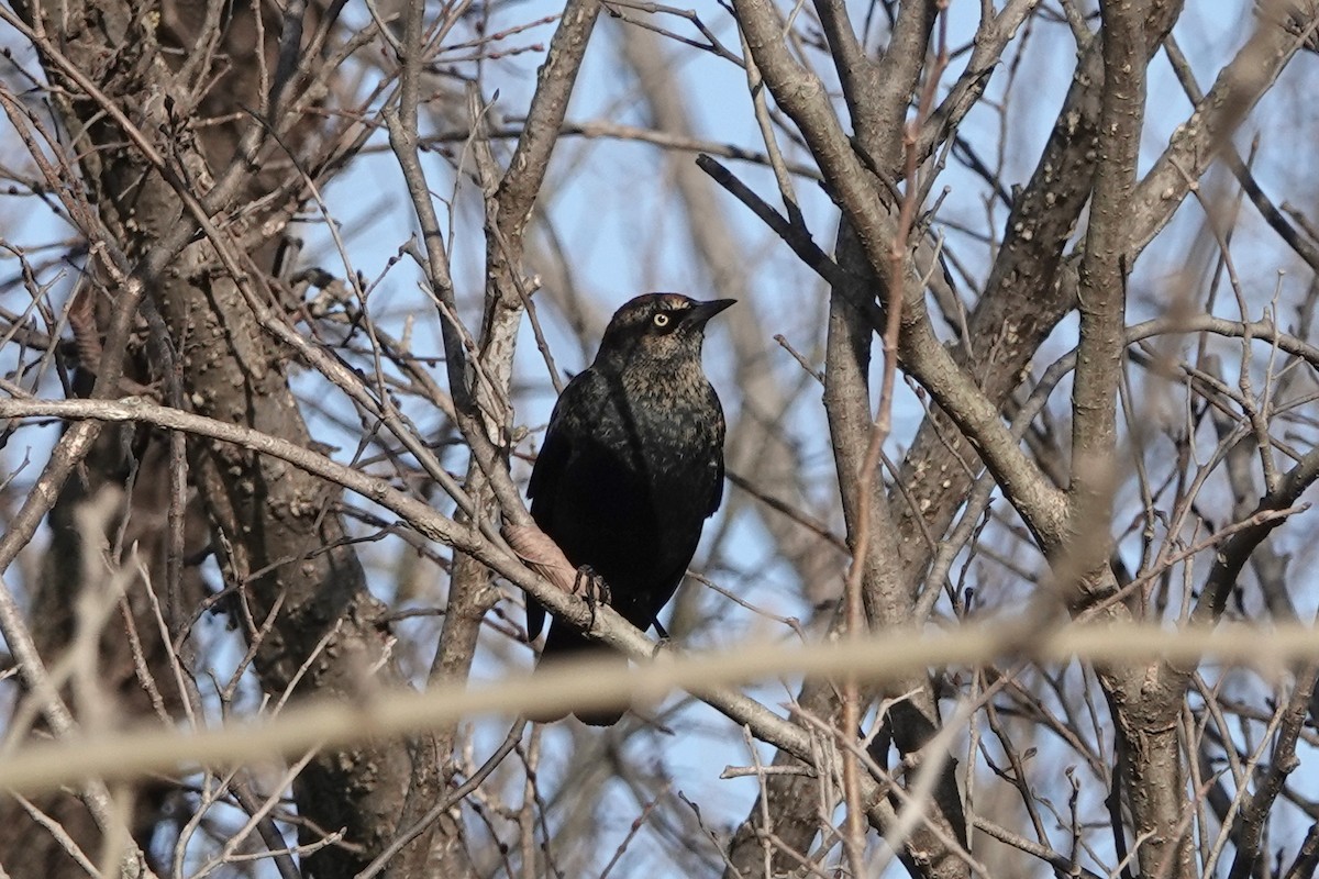 Rusty Blackbird - ML647387016