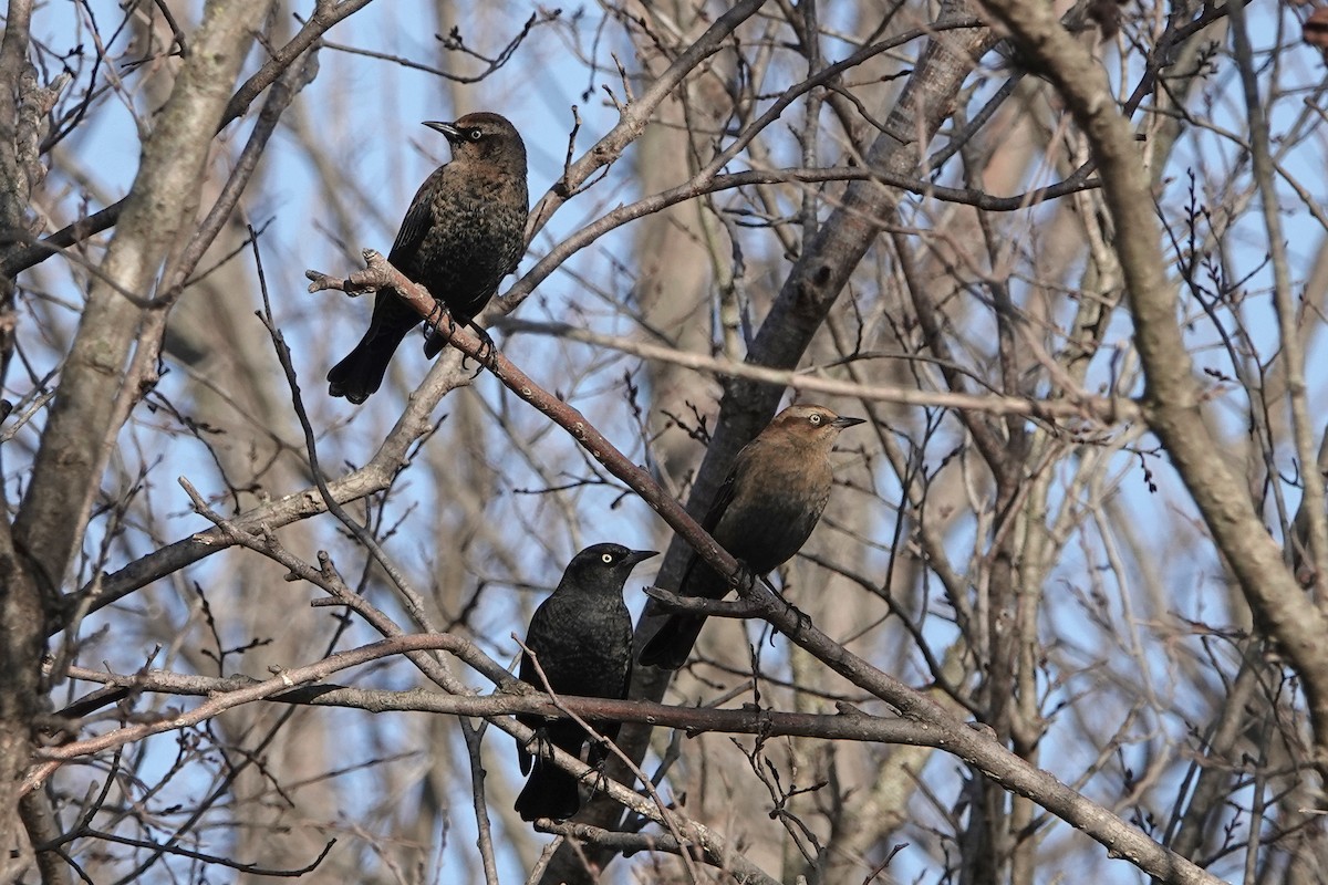 Rusty Blackbird - ML647387017