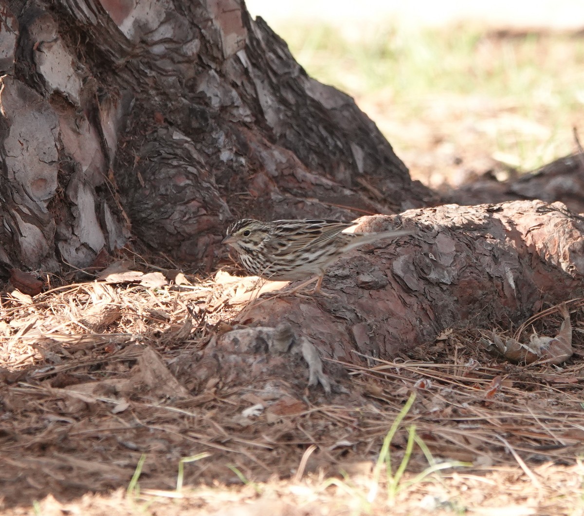 Chingolo Sabanero - ML647387023