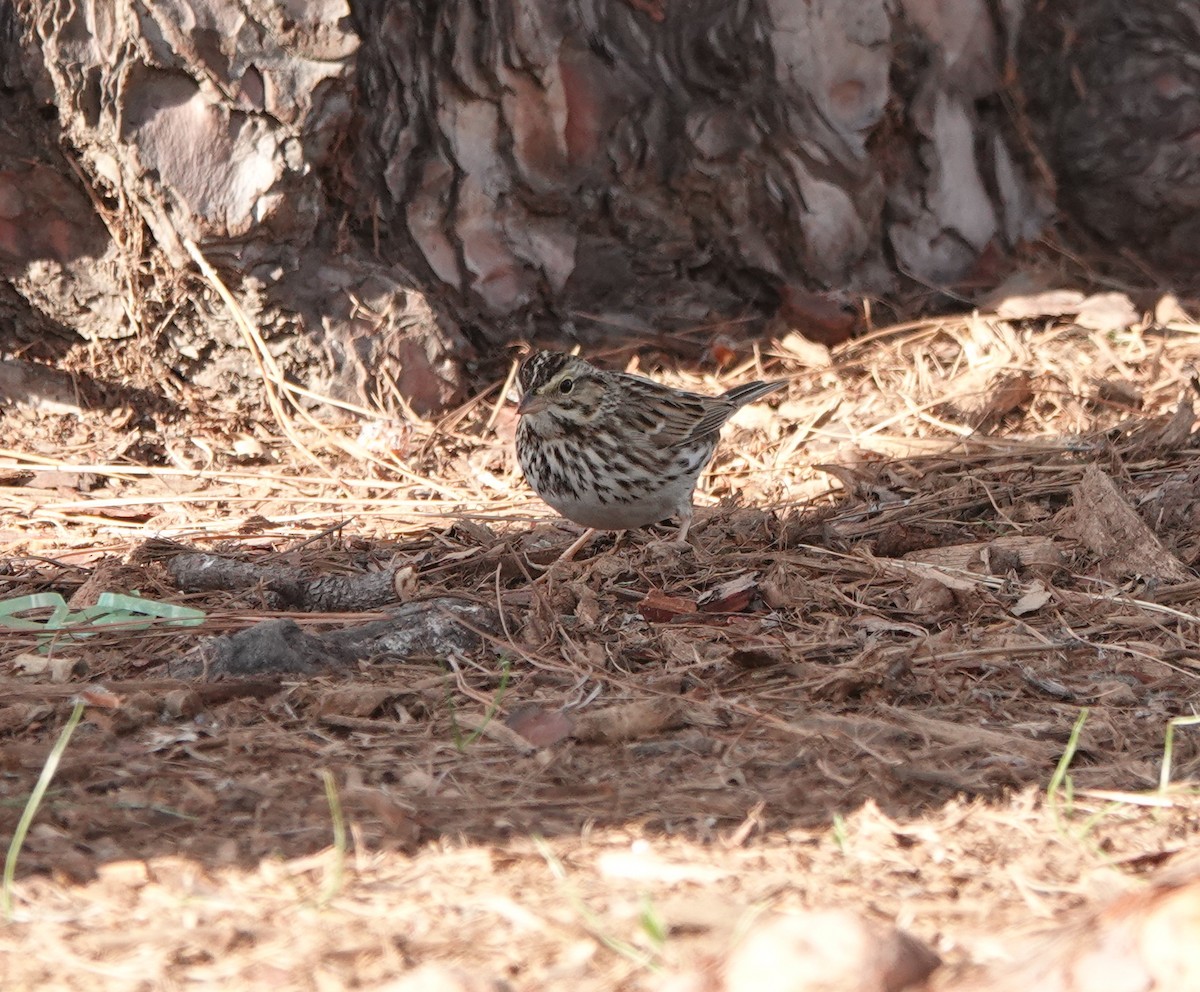 Chingolo Sabanero - ML647387024