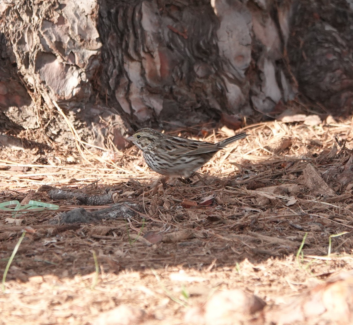 Chingolo Sabanero - ML647387025