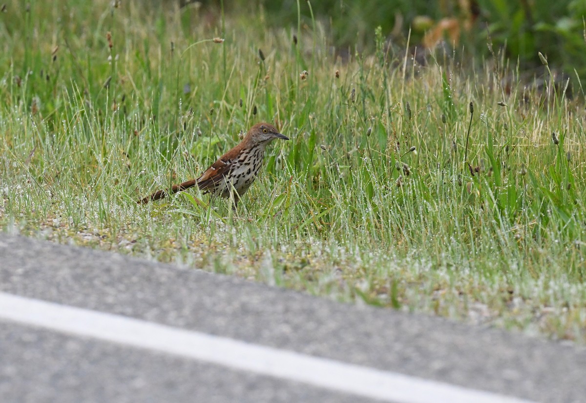 brunspottefugl - ML647387028